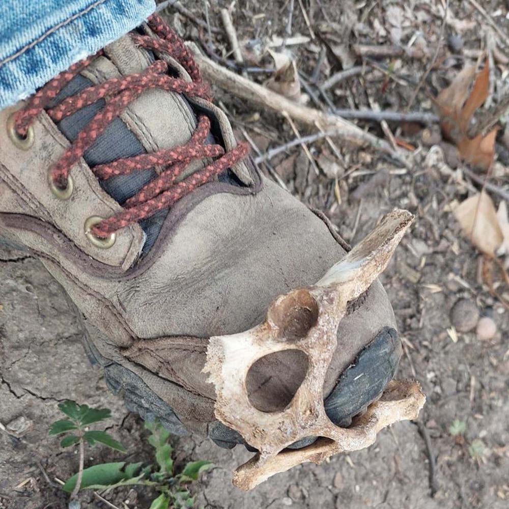 Animal-Related-Finds-While-Detecting-In-The-Woods